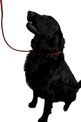 Durable Dog Lead with Adjustable Loop, 150cm